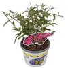 Buddleja Royal Red - Sommerflieder/Schmetterlingsflieder - Produktbild-Vorschau 6