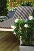 Bloomique - Mandevilla Sundaville - Jaśmin chilijski - Podgląd zdjęcia produktu 2
