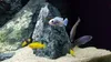 Rocce per Acquario Green Rock 24 kg, pietre naturali Anteprima dell’immagine prodotto 5