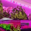 A collage of images showing different types of plants growing under LED grow lights. Produktbild-Vorschau