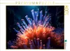 CALVENDO Puzzle Riffgeflüster | 1000 Teile Lege-Größe Produktbild-Vorschau 1
