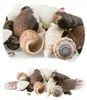 Aquarium Deko, Muscheln Naturmix 100 g Produktbild-Vorschau 2