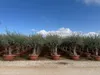 Sunny Tree - Olea Europea - Olivier résistant à l'hiver - Voir les images du produit 5