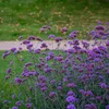 Bloomique - 3er Set - Verbena Bonariensis - Ironhard - Produktbild-Vorschau 1