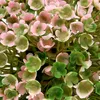 Mini Deko Kugel Rosa-Grün künstlich Ø10cm Tischdeko Garten Produktbild-Vorschau 2