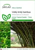 SAFLAX - Velký trnitý bambus - Dendrocalamus arundinacea - Náhled obrázku produktu 1