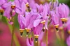 Stauden Gänge 1 x Dodecatheon meadia - Produktbild-Vorschau 6