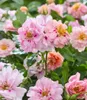 BALDUR Garten 1x Rose 'Amirose®', Pflanze im 14 cm-Topf, Produktbild-Vorschau 2