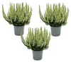 Calluna vulgaris - Set van 3 planten - Borstelhei - Productafbeelding-voorbeeld 1