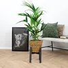 Bloomique - Howea Forsteriana - Kentia Palme - Produktbild-Vorschau 2