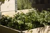 Upyard Palettenrahmen Hochbeet 80 x 60 cm, stapelbar Produktbild-Vorschau 4