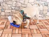 Tragbarer Wasserspender für Hunde, inkl. Trageschlaufe, 250 Produktbild-Vorschau 3
