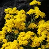 Steinkraut Goldkörbchen Samen - Alyssum saxatile - Produktbild-Vorschau 6