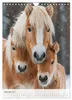 Stolze Haflinger Pferde (Wandkalender 2027 DIN A4 hoch), Produktbild-Vorschau 12