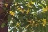 SAFLAX - Parfumbaum / Ylang Ylang - Cananga odorata - 10 Produktbild-Vorschau 7