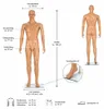 185CM figurína Mužská figurína Manichino Doll Náhľad obrázku produktu 3