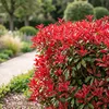 Green boutiQ - 16x Photinia fraseri Little Red Robin - Produktbild-Vorschau 4