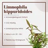 Aquarium Pflanze Limnophila hippuridoides AquaOne Nr.047C Produktbild-Vorschau 2