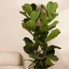 Ficus Lyrata Zimmerpflanze, 155 cm hoch, 30 cm Topf, Produktbild-Vorschau 3