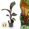 Green boutiQ - Plante fruitière - Bananiers - Ensete Voir les images du produit 2