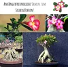 Außergewöhnliche Bonsai Samen mit hoher Keimrate - Pflanzen Produktbild-Vorschau 3