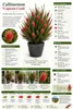 Callistemon Captain Cook: altezza 80-100 cm. Altrimenti Anteprima dell’immagine prodotto 2