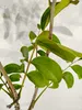 Juglans regia 'Fernor', ořešák, 5litrový květináč Náhled obrázku produktu 3