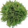 Thuja occidentalis Danica Boule Arbre de vie persistant 30 Voir les images du produit 1