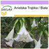 SAFLAX - Anielska Trąbka / Biała - 10 Nasiona - Brugmansia Podgląd zdjęcia produktu 5