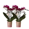 Colibrì orchidee combi di 2 orchidee Phalaenopsis viola Anteprima dell’immagine prodotto 1