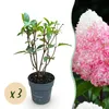 Green boutiQ - Plante de jardin - Hydrangea panniculata Voir les images du produit 1