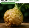 Knollensellerie Goliath Samen - Apium graveolens - Produktbild-Vorschau 2