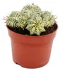 Euphorbia meloformis variegata – pestrobarevná kulovitá Náhled obrázku produktu 1