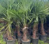 XXL Palme winterhart Lieferhöhe ca.: 140 - 160 cm Produktbild-Vorschau 6