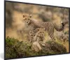 MuchoWow® MuchoWow® Gerahmtes Poster Leopard - Jungtier - Produktbild-Vorschau 1