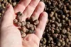 A hand holding a small pile of expanded clay pebbles, with a larger pile of the same material in the background. Produktbild-Vorschau