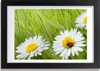 Bild 30x20 MDF-Rahmen, Wandkunst Gänseblümchen Produktbild-Vorschau 1