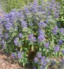 Bartblume ´HEAVENLY BLUE´ 20-30 cm, Cont. 2,5 l Produktbild-Vorschau 2