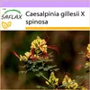 SAFLAX - Odolný ker páva - Caesalpinia gillesii X spinosa - Náhľad obrázku produktu 10