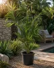 Dypsis decaryi, trojhranná palma, výška 120-140 cm. Náhľad obrázku produktu 3