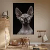 MuchoWow® Poster Katze - Sphynx - Schwarz 120x180 cm - Produktbild-Vorschau 6