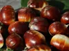 Esskastanienbaum 'BOUCHE DE BETIZAC´ 120-140 cm, Cont. 6 l Produktbild-Vorschau 7