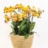 Sada oranžových orchidejí Kolibri Orchids v bavlněném Náhled obrázku produktu 3