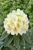 Rhododendron 'INKARHO', gelbe Dufthecke, 40–60 cm Produktbild-Vorschau 2