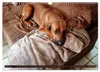 Rhodesian Ridgeback Augen-Blicke (Wandkalender 2027 DIN A3 Produktbild-Vorschau 9