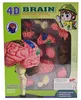 Anatomisches Gehirn Modell 4D 32 Teile Bausatz für Biologie Produktbild-Vorschau 2