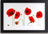 Bild 30x20 MDF-Rahmen Wandkunst Die Pflanze Mohn Natur Produktbild-Vorschau 1