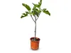 A potted fig tree against a white background. Produktbild-Vorschau