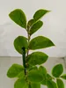 Lot de 2 Cydonia oblonga 'Vranja' - Cognassier, pot de 1,5 Voir les images du produit 3