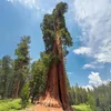 Graines de Sequoia Sempervirens - Lot de 10 - Graines Voir les images du produit 5